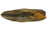 Fossil Hadrosaur (Edmontosaurus) Tooth - Montana #176371-2